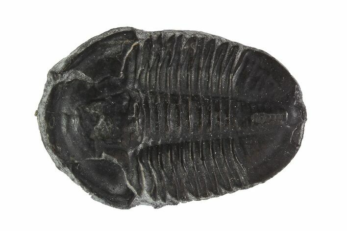 Asaphiscus Trilobite On Calcite Wafer - Utah #91885